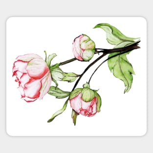 peony flowers.  watercolor Magnet